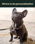 Dog Harness with Leash