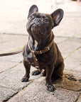 Dog Harness with Leash