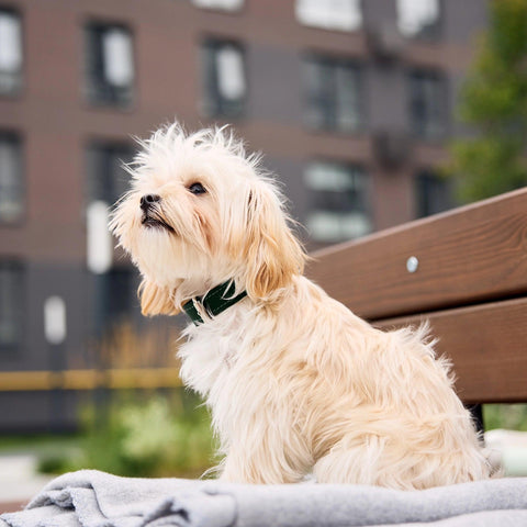 Personalized Leather Dog Collar