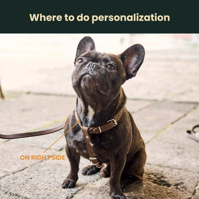 Dog Harness with Leash