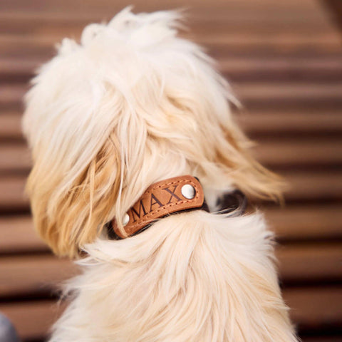 Personalized Leather Dog Collar