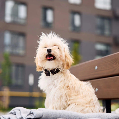 Personalized Leather Dog Collar