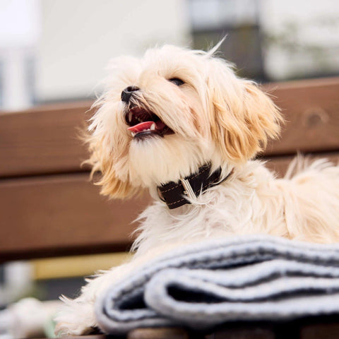 Personalized Leather Dog Collar