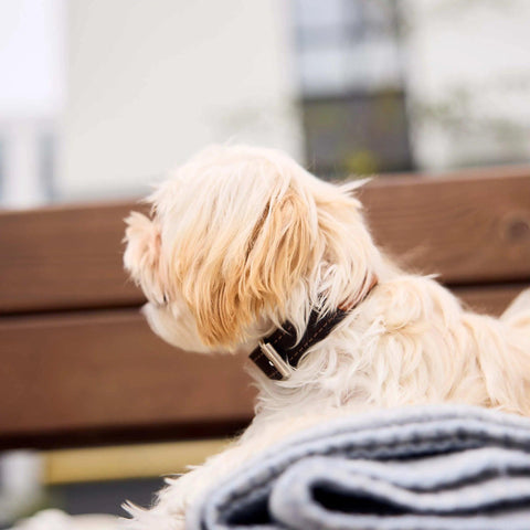 Personalized Leather Dog Collar