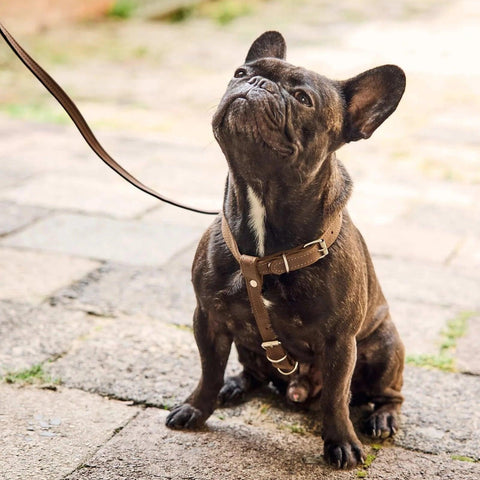 Leather Dog Harness with Leash