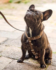 Leather Dog Harness with Leash