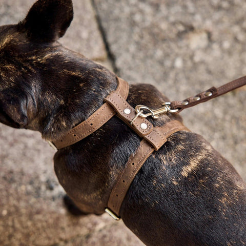 Leather Dog Harness with Leash