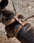 Leather Dog Harness with Leash