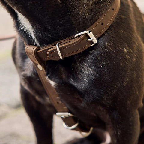 Leather Dog Harness with Leash