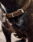 Leather Dog Harness with Leash