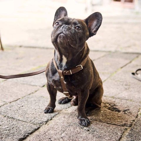 Leather Dog Harness with Leash