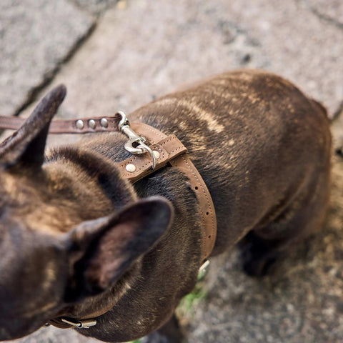 Leather Dog Harness with Leash