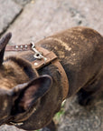 Leather Dog Harness with Leash