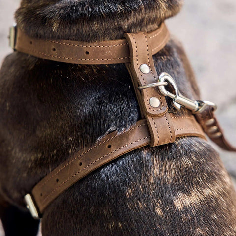 Leather Dog Harness with Leash