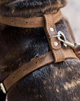 Leather Dog Harness with Leash