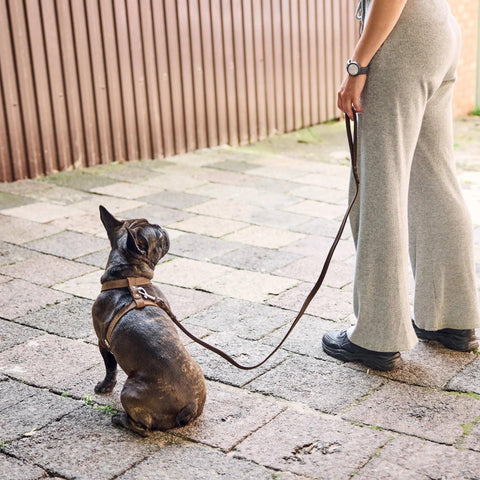 Leather Dog Harness with Leash