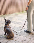 Leather Dog Harness with Leash