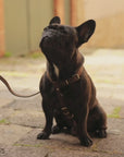 Leather Dog Harness with Leash