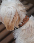 Personalized Leather Dog Collar